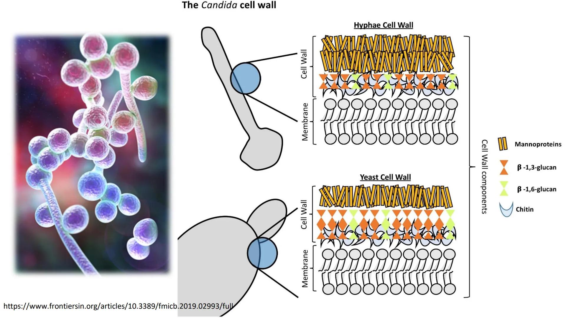 AD NACIONAL DE TUCUMAN
08
iol
B
de los Microorganismos
elular
PEDES IN TERRA AD SIDERA
MCMXIV
VISUS
Dra. María José
Miranda
2025 # Modelos