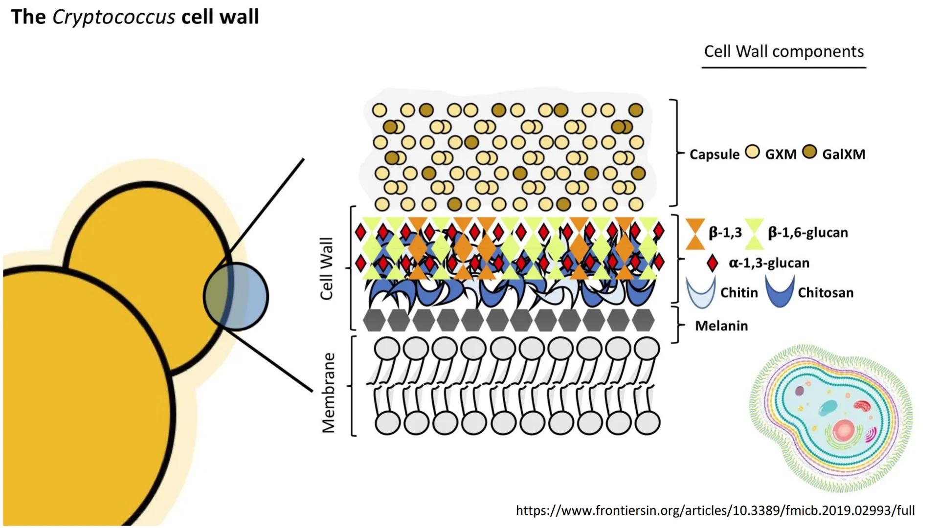 AD NACIONAL DE TUCUMAN
08
iol
B
de los Microorganismos
elular
PEDES IN TERRA AD SIDERA
MCMXIV
VISUS
Dra. María José
Miranda
2025 # Modelos