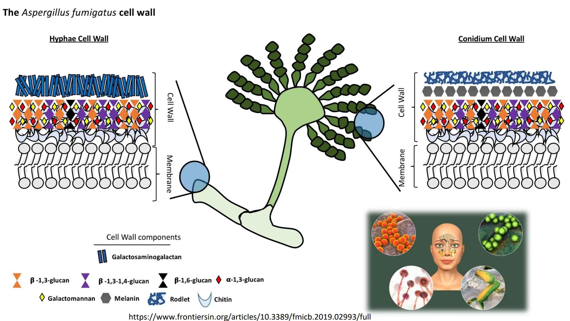 AD NACIONAL DE TUCUMAN
08
iol
B
de los Microorganismos
elular
PEDES IN TERRA AD SIDERA
MCMXIV
VISUS
Dra. María José
Miranda
2025 # Modelos