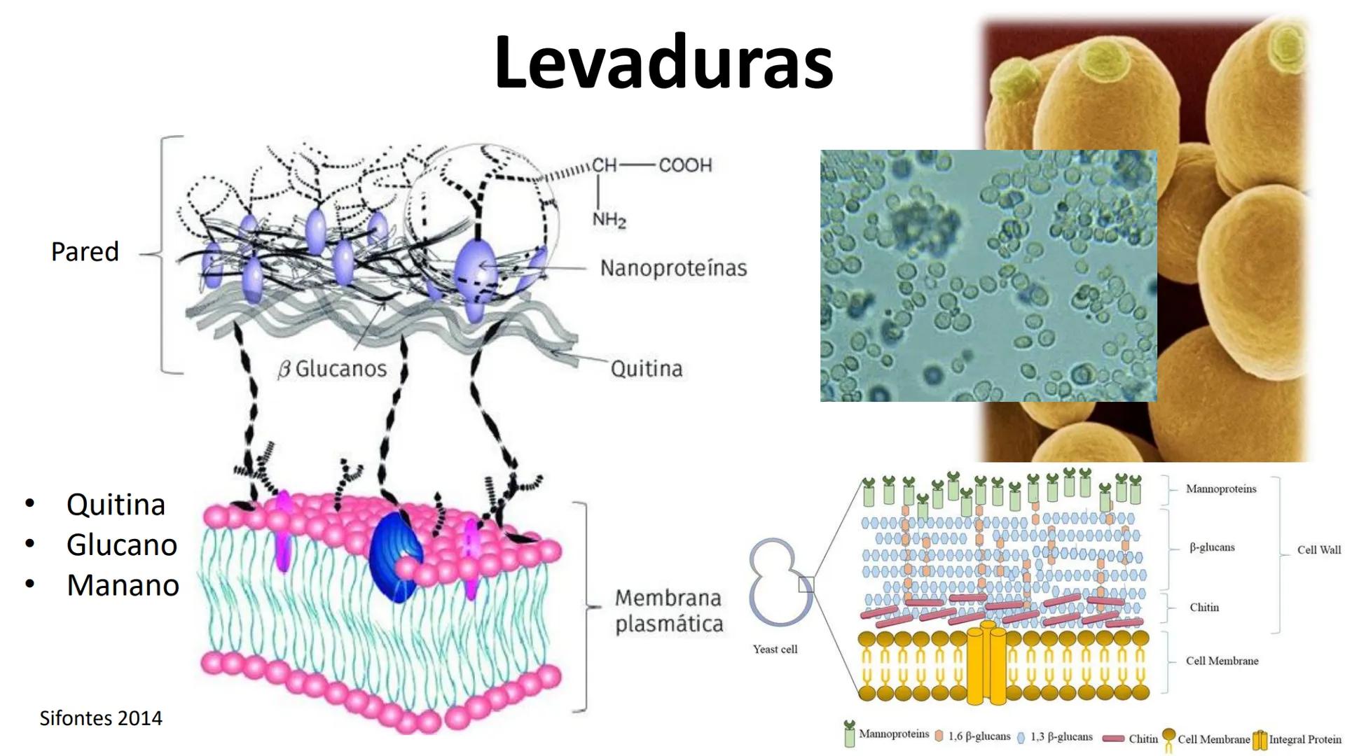 AD NACIONAL DE TUCUMAN
08
iol
B
de los Microorganismos
elular
PEDES IN TERRA AD SIDERA
MCMXIV
VISUS
Dra. María José
Miranda
2025 # Modelos