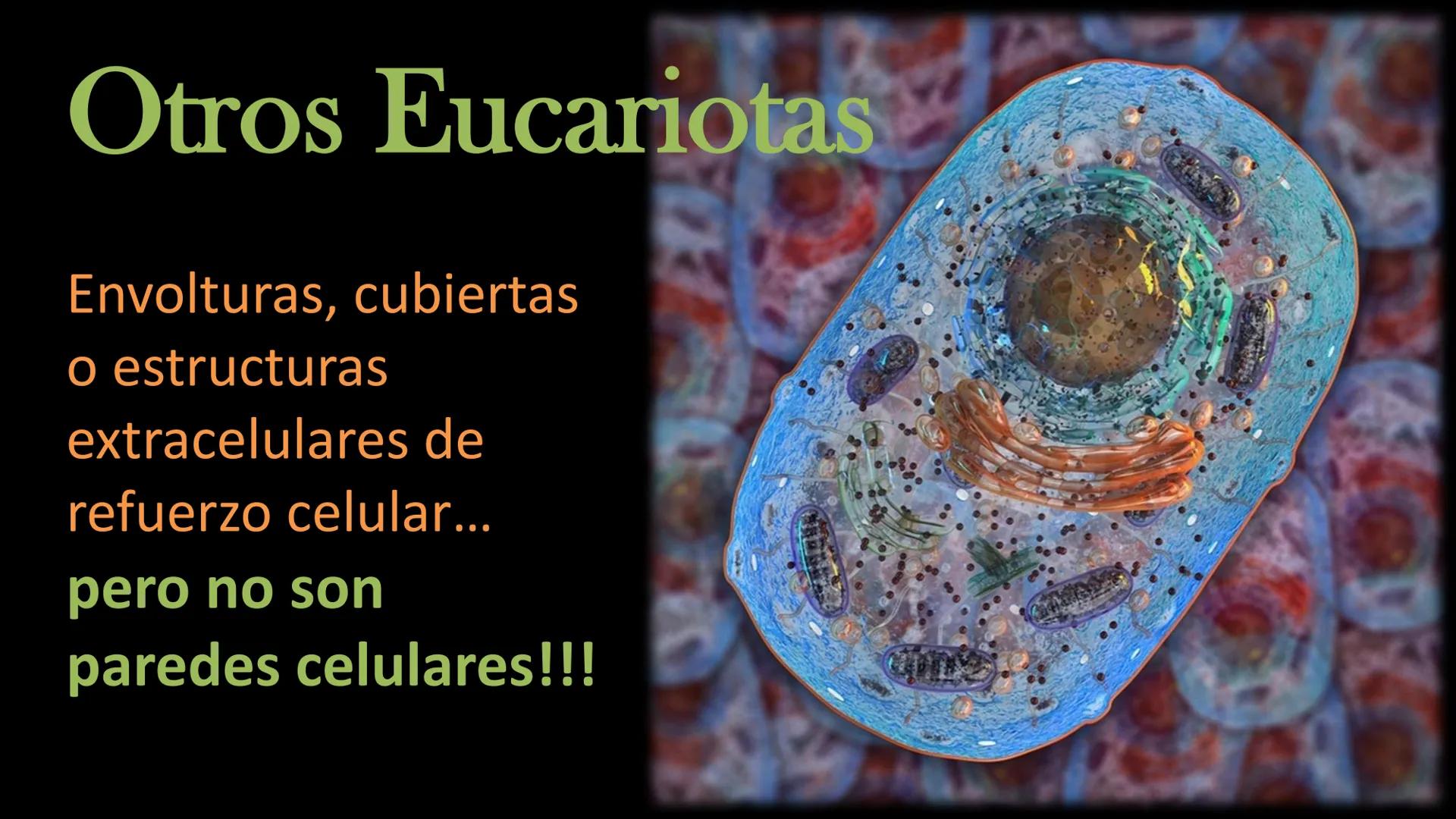 AD NACIONAL DE TUCUMAN
08
iol
B
de los Microorganismos
elular
PEDES IN TERRA AD SIDERA
MCMXIV
VISUS
Dra. María José
Miranda
2025 # Modelos