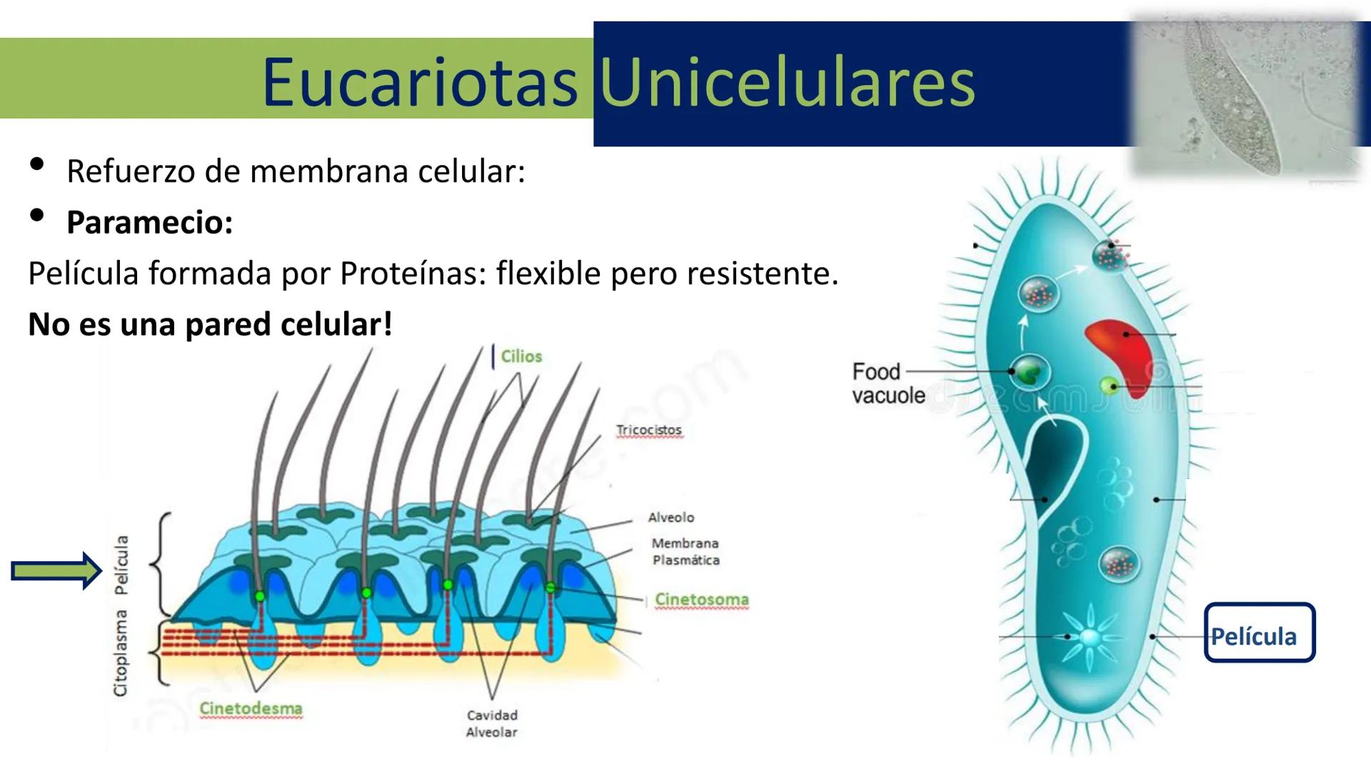 AD NACIONAL DE TUCUMAN
08
iol
B
de los Microorganismos
elular
PEDES IN TERRA AD SIDERA
MCMXIV
VISUS
Dra. María José
Miranda
2025 # Modelos