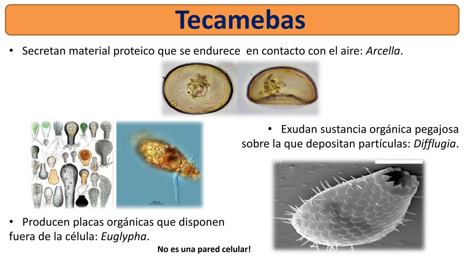 AD NACIONAL DE TUCUMAN
08
iol
B
de los Microorganismos
elular
PEDES IN TERRA AD SIDERA
MCMXIV
VISUS
Dra. María José
Miranda
2025 # Modelos