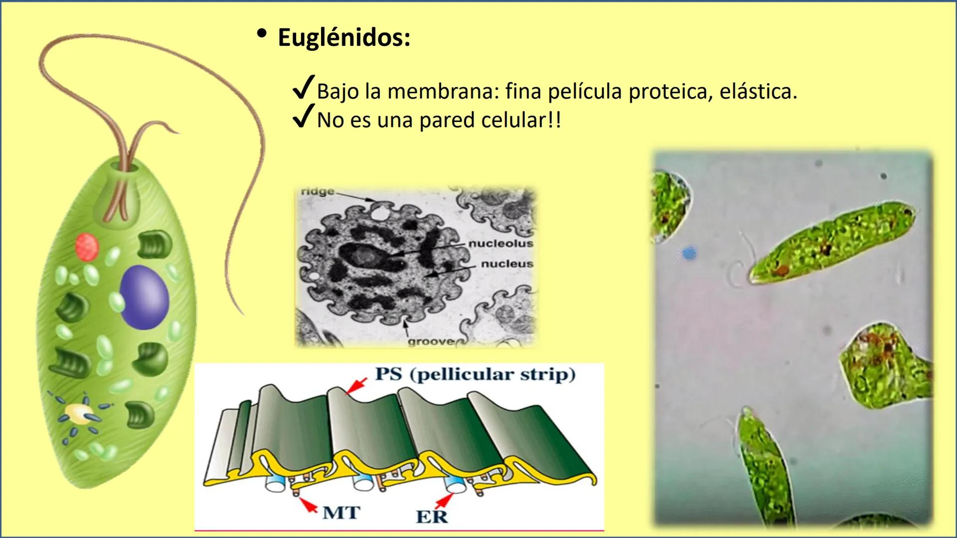 AD NACIONAL DE TUCUMAN
08
iol
B
de los Microorganismos
elular
PEDES IN TERRA AD SIDERA
MCMXIV
VISUS
Dra. María José
Miranda
2025 # Modelos