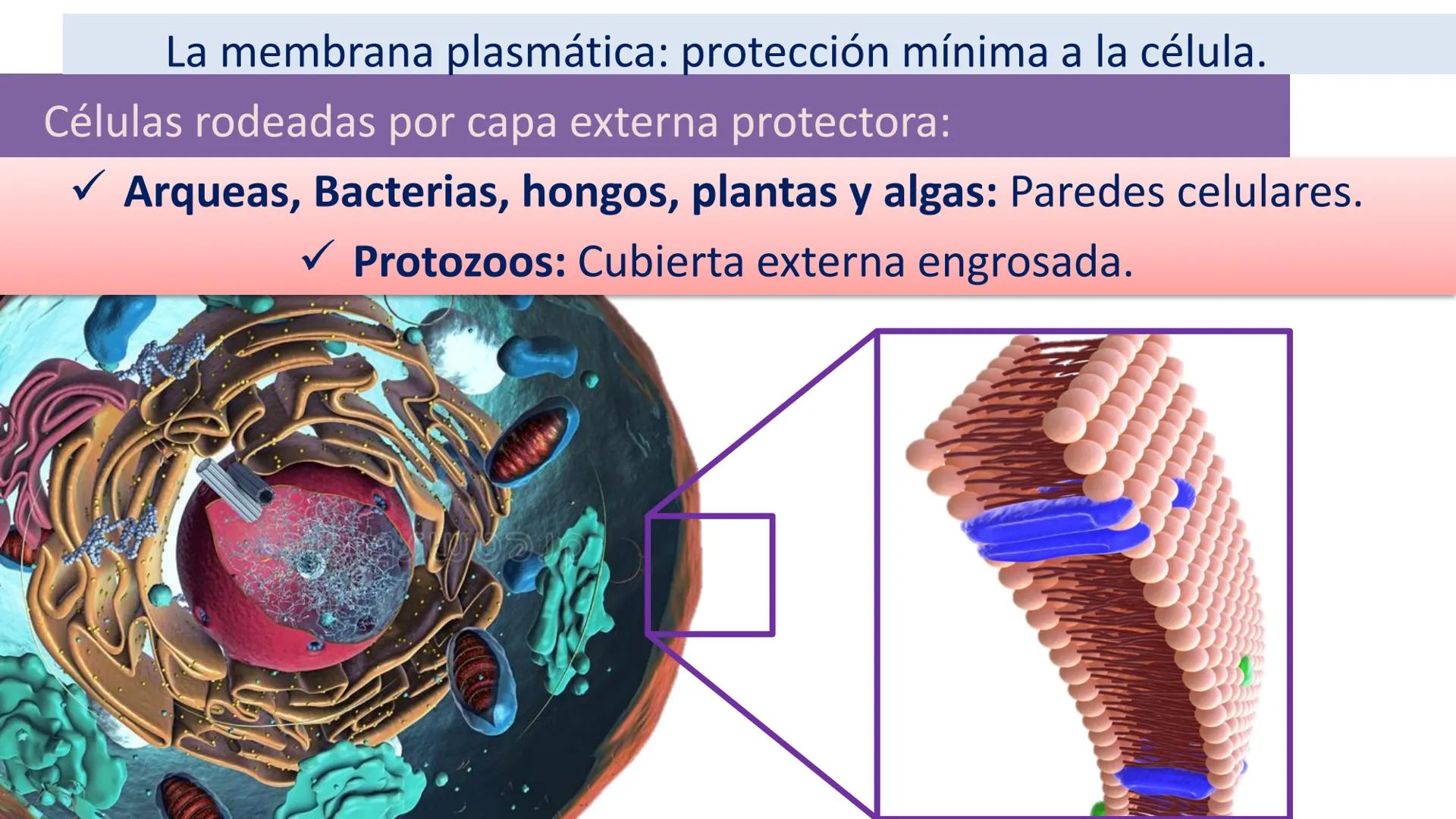 AD NACIONAL DE TUCUMAN
08
iol
B
de los Microorganismos
elular
PEDES IN TERRA AD SIDERA
MCMXIV
VISUS
Dra. María José
Miranda
2025 # Modelos