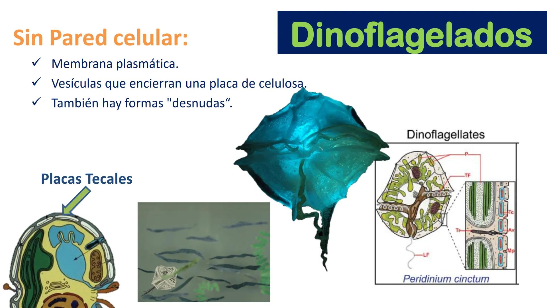 AD NACIONAL DE TUCUMAN
08
iol
B
de los Microorganismos
elular
PEDES IN TERRA AD SIDERA
MCMXIV
VISUS
Dra. María José
Miranda
2025 # Modelos