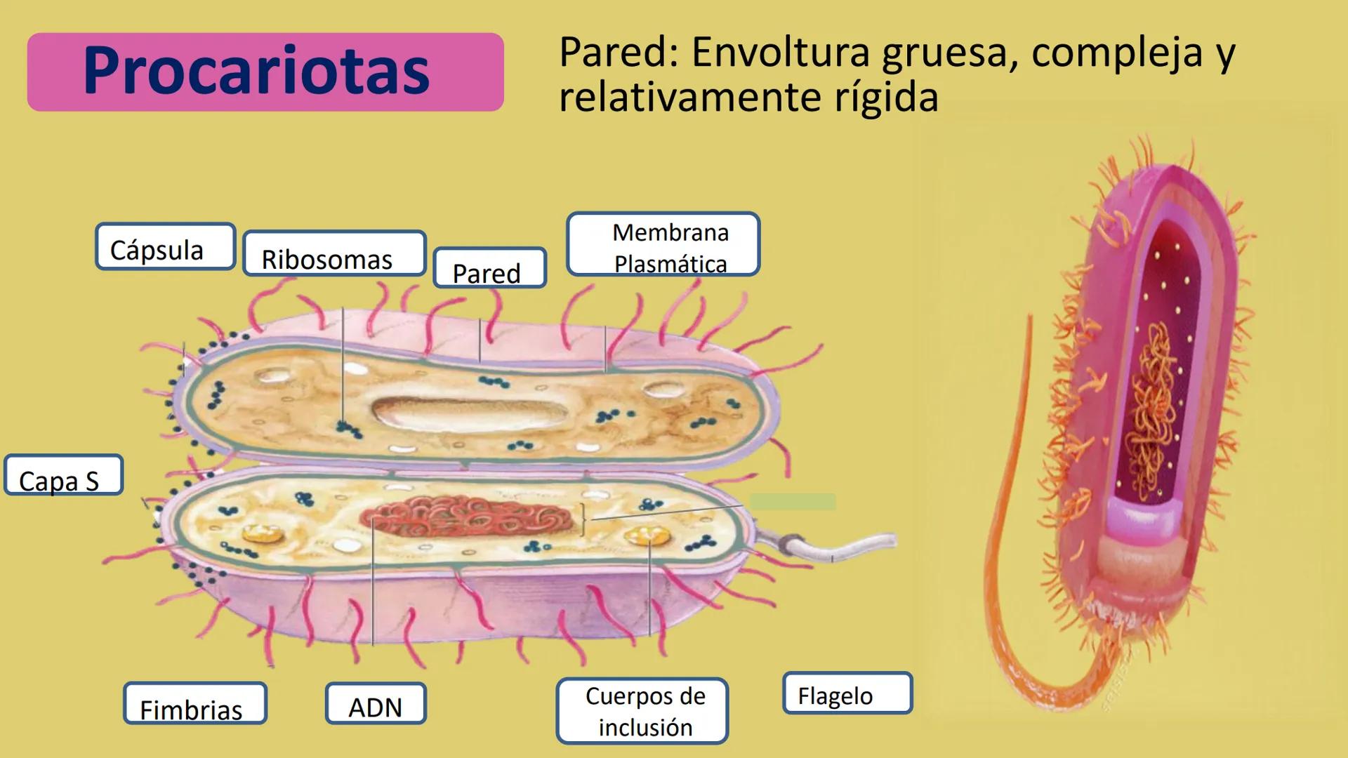 AD NACIONAL DE TUCUMAN
08
iol
B
de los Microorganismos
elular
PEDES IN TERRA AD SIDERA
MCMXIV
VISUS
Dra. María José
Miranda
2025 # Modelos