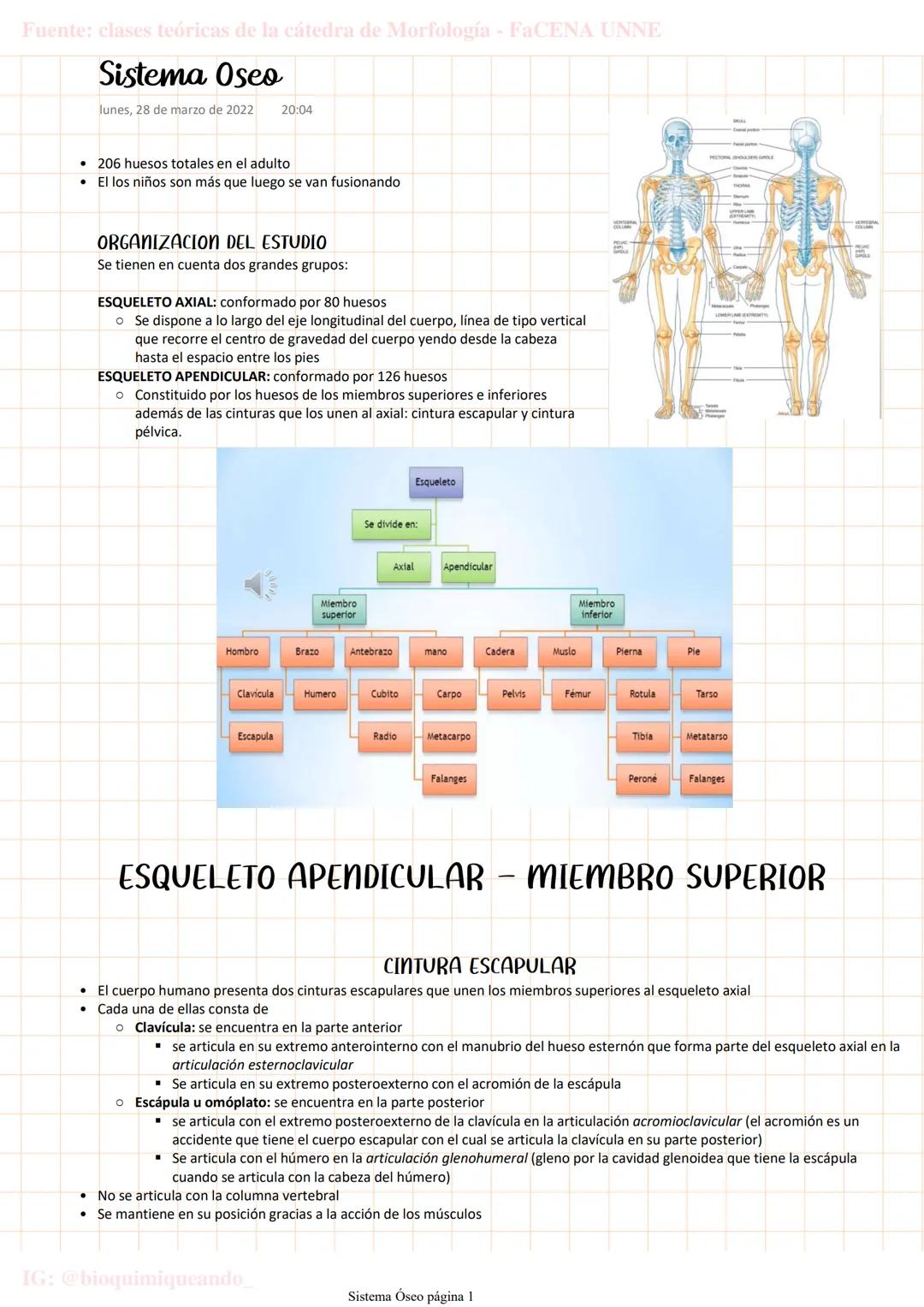 --- OCR Start ---
Fuente: clases teóricas de la cátedra de Morfología - FaCENA UNNE
Sistema Oseo
lunes, 28 de marzo de 2022 20:04
206 huesos
