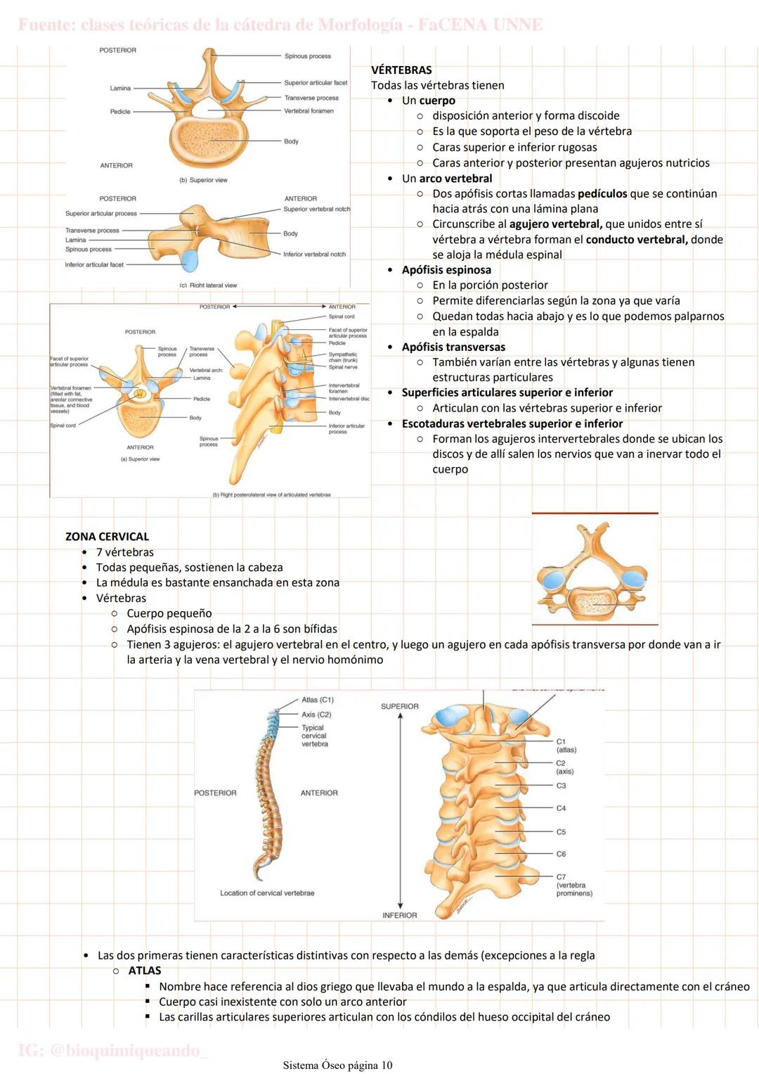 --- OCR Start ---
Fuente: clases teóricas de la cátedra de Morfología - FaCENA UNNE
Sistema Oseo
lunes, 28 de marzo de 2022 20:04
206 huesos