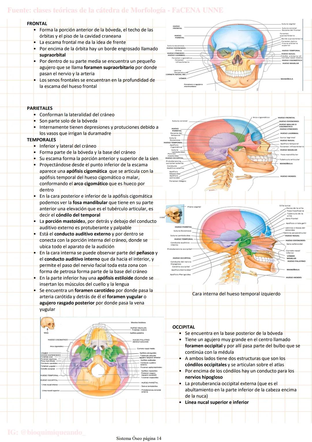 --- OCR Start ---
Fuente: clases teóricas de la cátedra de Morfología - FaCENA UNNE
Sistema Oseo
lunes, 28 de marzo de 2022 20:04
206 huesos