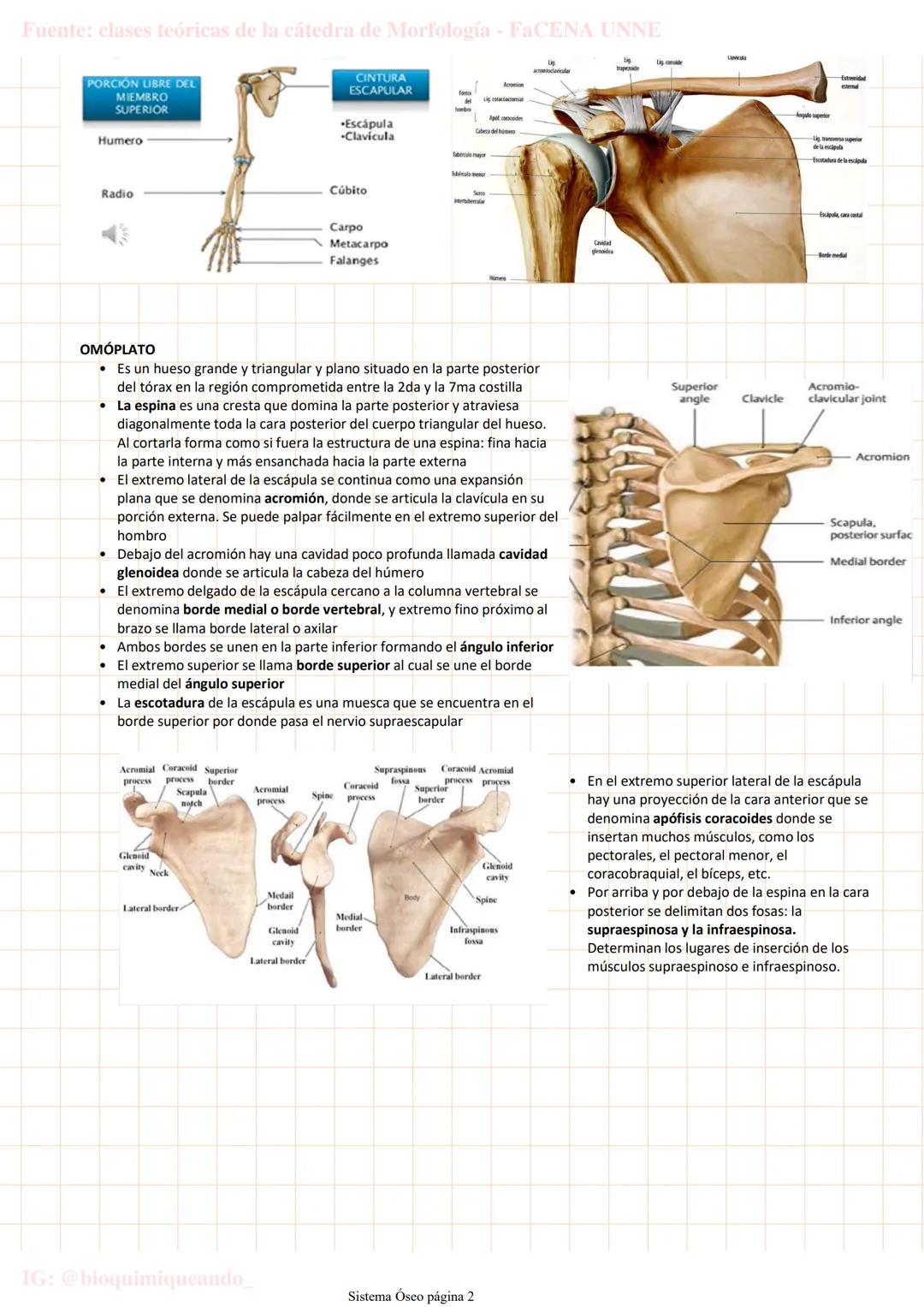 --- OCR Start ---
Fuente: clases teóricas de la cátedra de Morfología - FaCENA UNNE
Sistema Oseo
lunes, 28 de marzo de 2022 20:04
206 huesos