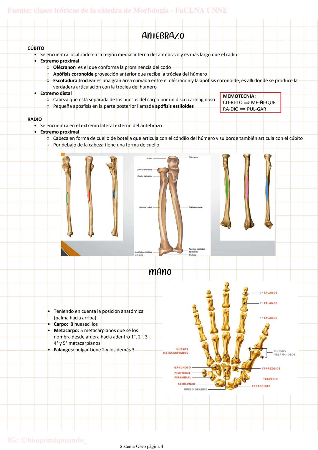 --- OCR Start ---
Fuente: clases teóricas de la cátedra de Morfología - FaCENA UNNE
Sistema Oseo
lunes, 28 de marzo de 2022 20:04
206 huesos