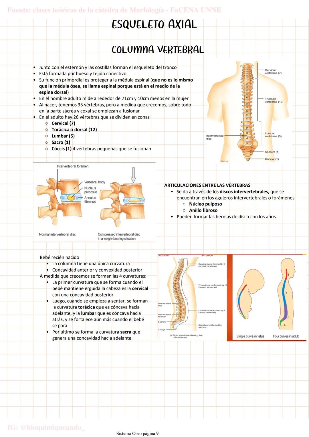 --- OCR Start ---
Fuente: clases teóricas de la cátedra de Morfología - FaCENA UNNE
Sistema Oseo
lunes, 28 de marzo de 2022 20:04
206 huesos