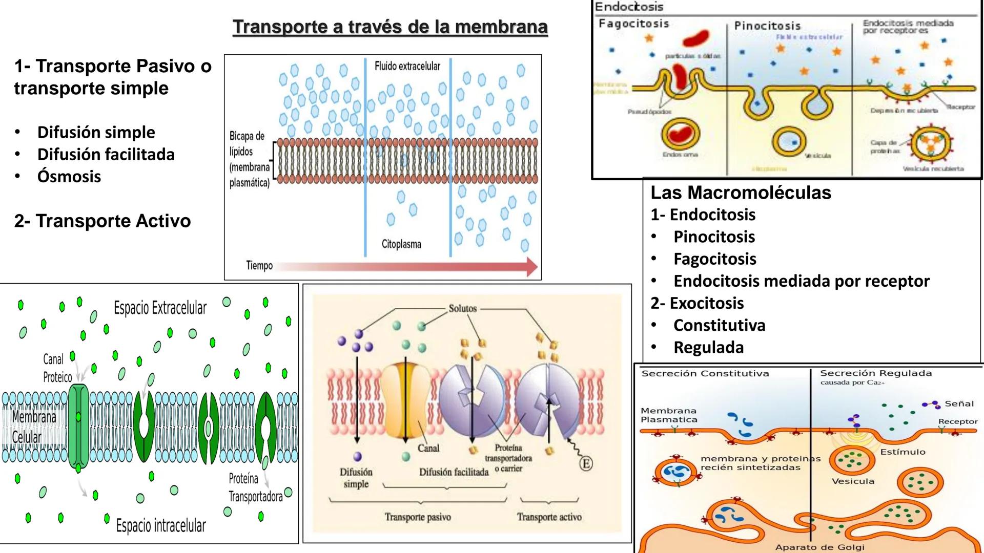 # HISTOLOGÍ
# CÉLULA
# CITOPLASMA
# NUCLEO
ANATOMÍA GENERAL E HISTOLOGÍ
CARRERA DE LIC. EN OBSTETRICIA # ¿Qué es la Histología?
Es la Ra