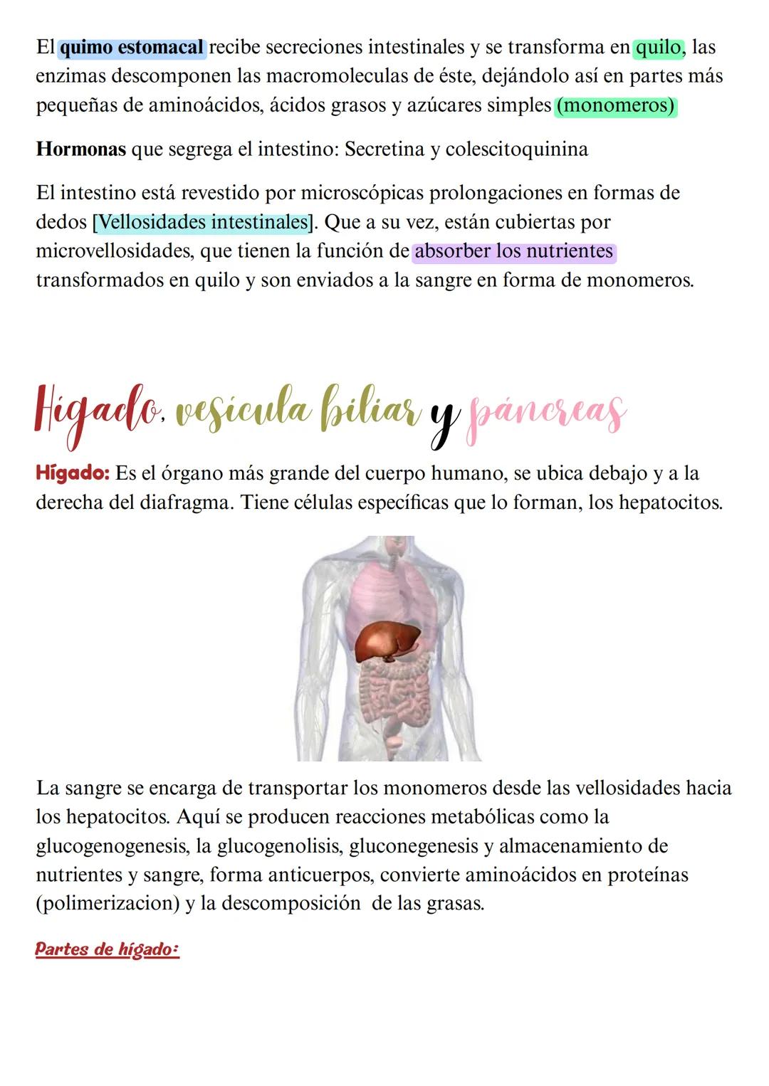 # Digestión quimica y absorción:
# El intestino delgado
Introducción
Intestino delgado, tubo muscular de 7 metros de largo, está plegado s