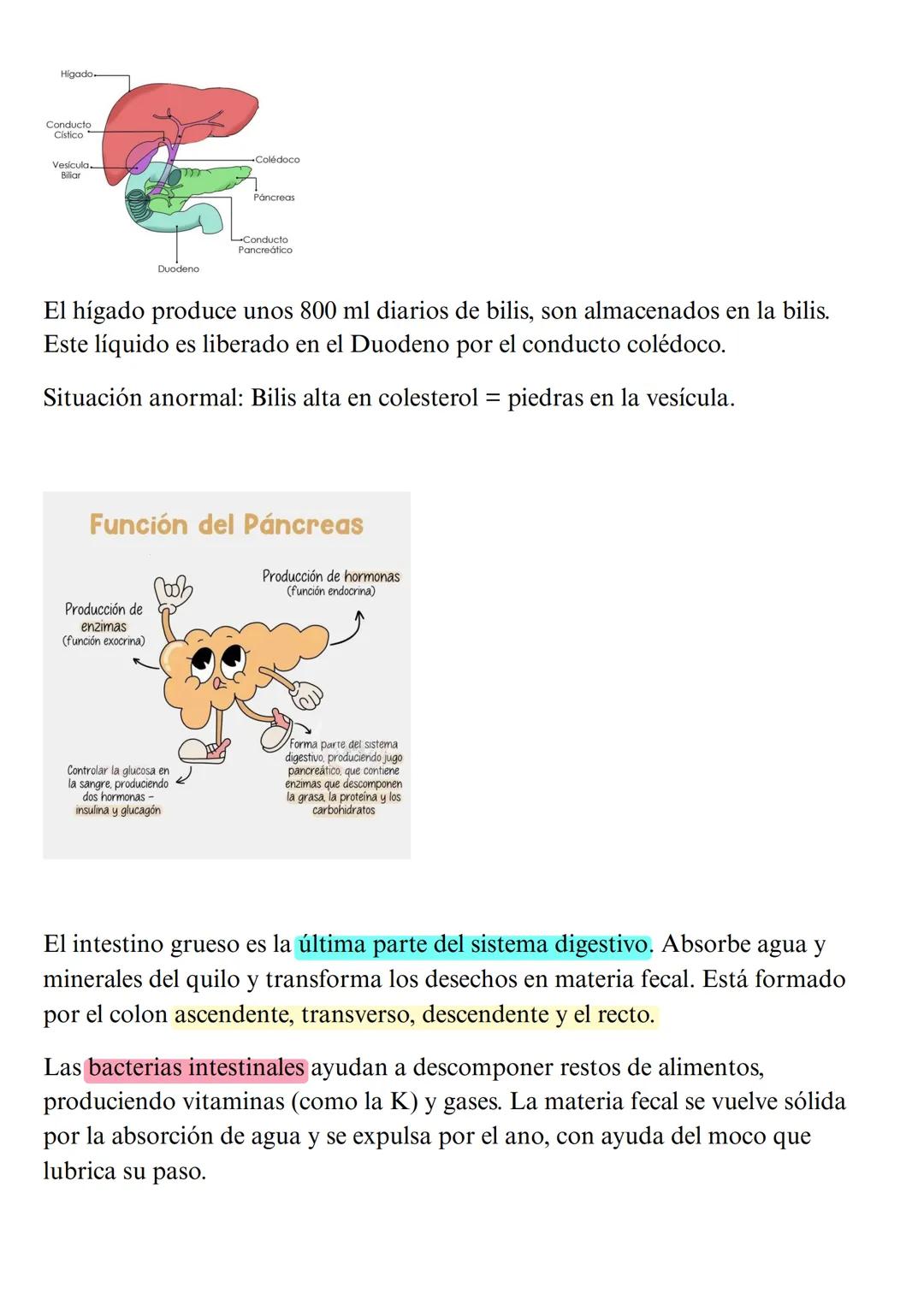 # Digestión quimica y absorción:
# El intestino delgado
Introducción
Intestino delgado, tubo muscular de 7 metros de largo, está plegado s