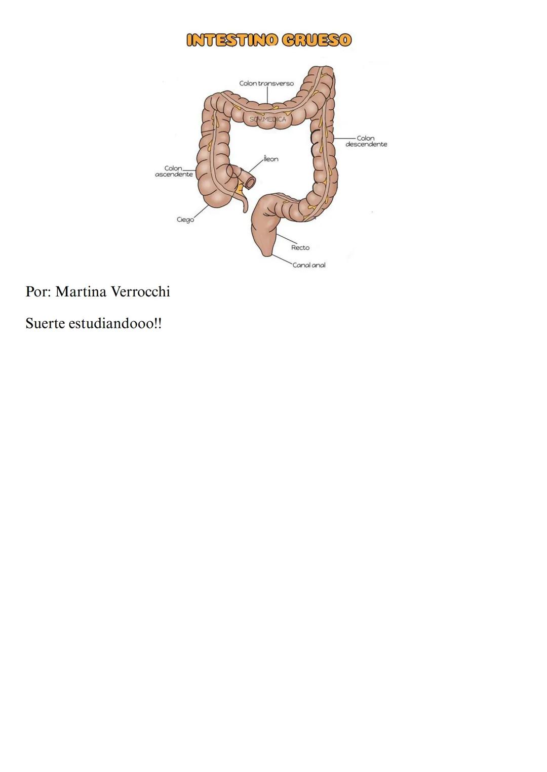 # Digestión quimica y absorción:
# El intestino delgado
Introducción
Intestino delgado, tubo muscular de 7 metros de largo, está plegado s