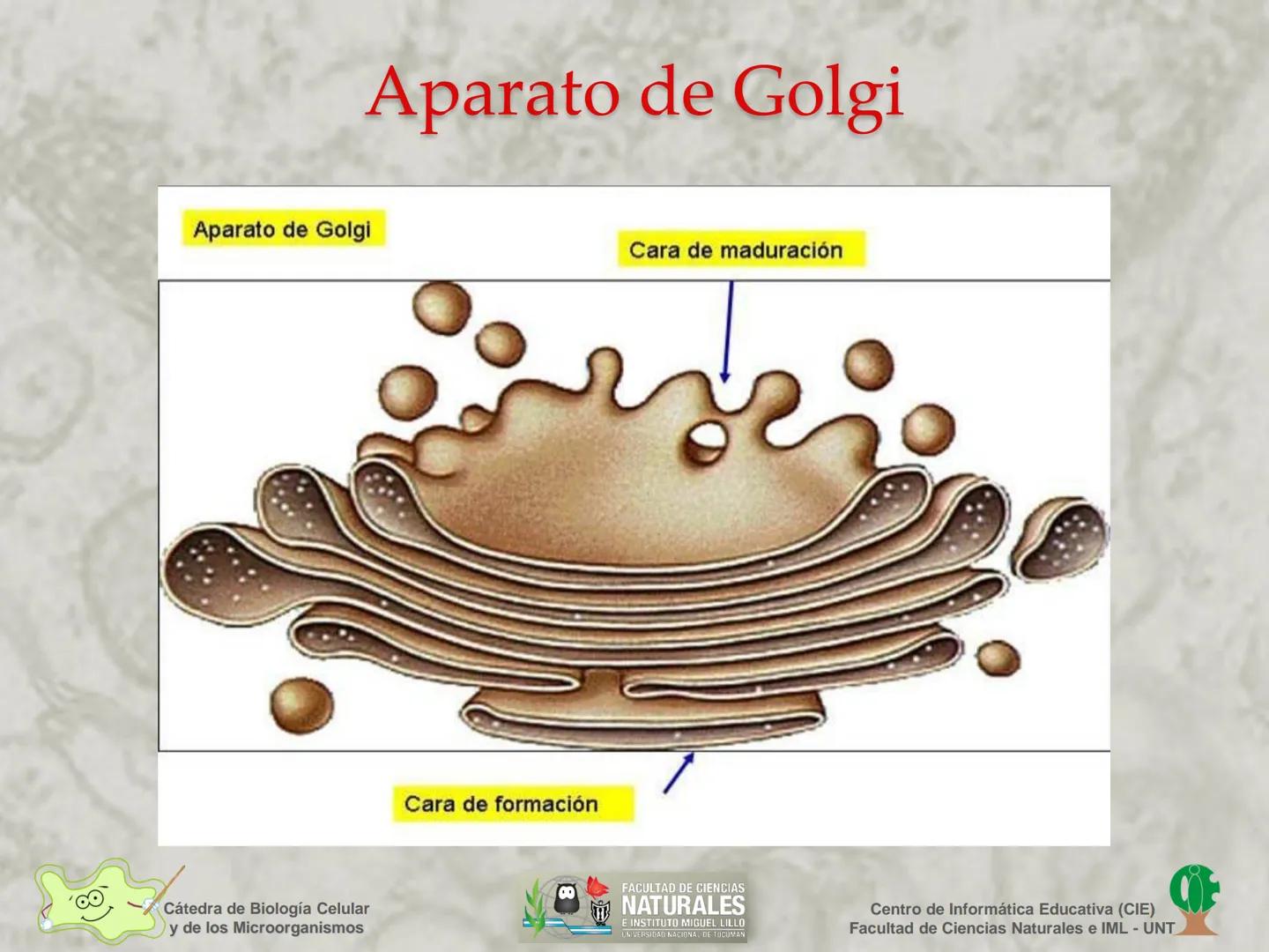 --- OCR Start ---
Cátedra de Biología Celular
y de los Microorganismos
Célula Eucariota
1
2
00
4
FACULTAD DE CIENCIAS
NATURALES
E INSTITUTO