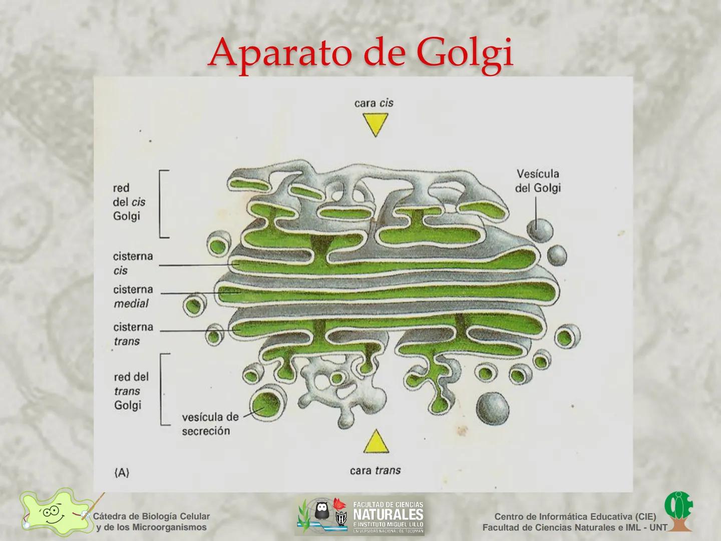--- OCR Start ---
Cátedra de Biología Celular
y de los Microorganismos
Célula Eucariota
1
2
00
4
FACULTAD DE CIENCIAS
NATURALES
E INSTITUTO