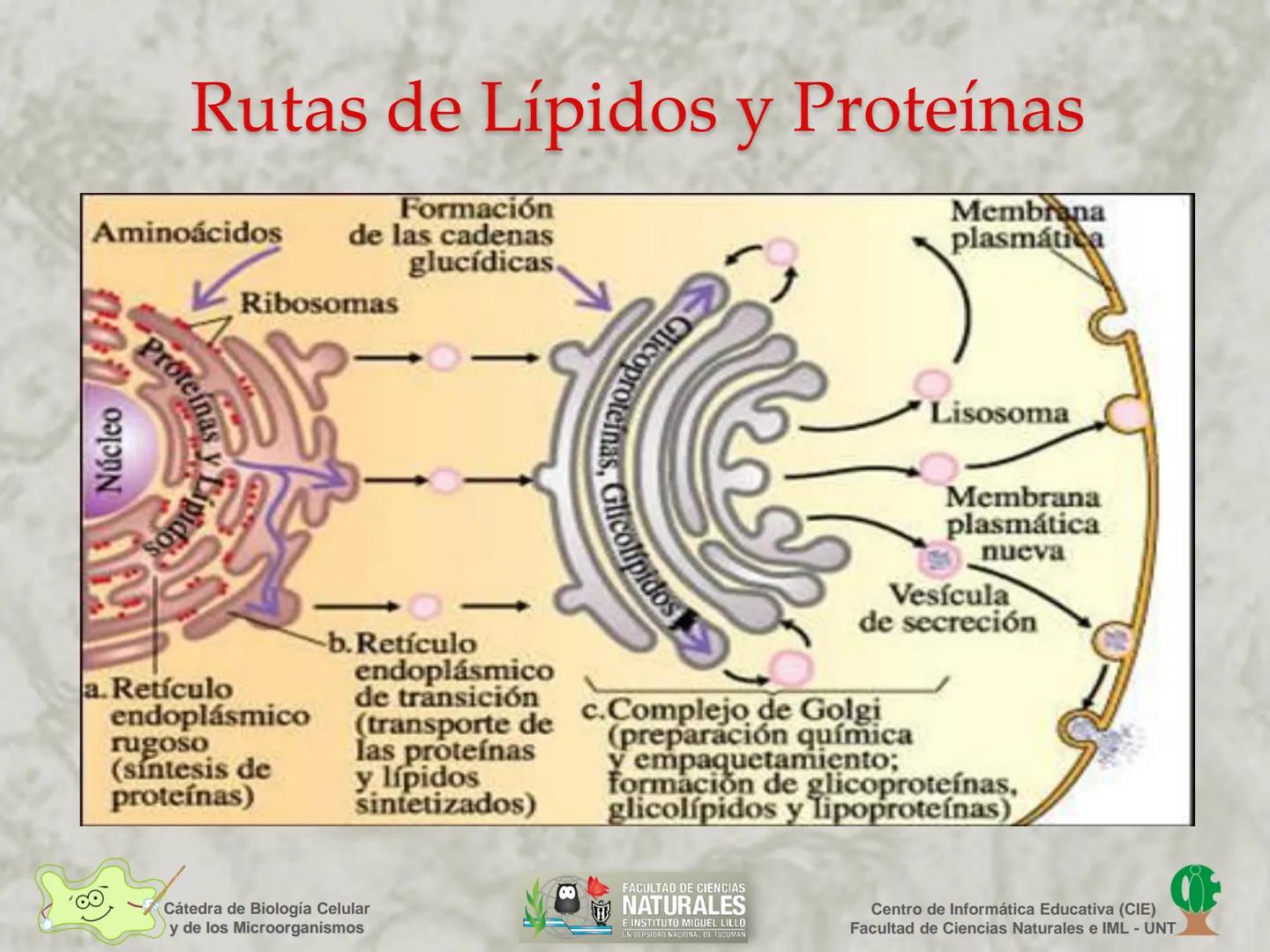 --- OCR Start ---
Cátedra de Biología Celular
y de los Microorganismos
Célula Eucariota
1
2
00
4
FACULTAD DE CIENCIAS
NATURALES
E INSTITUTO