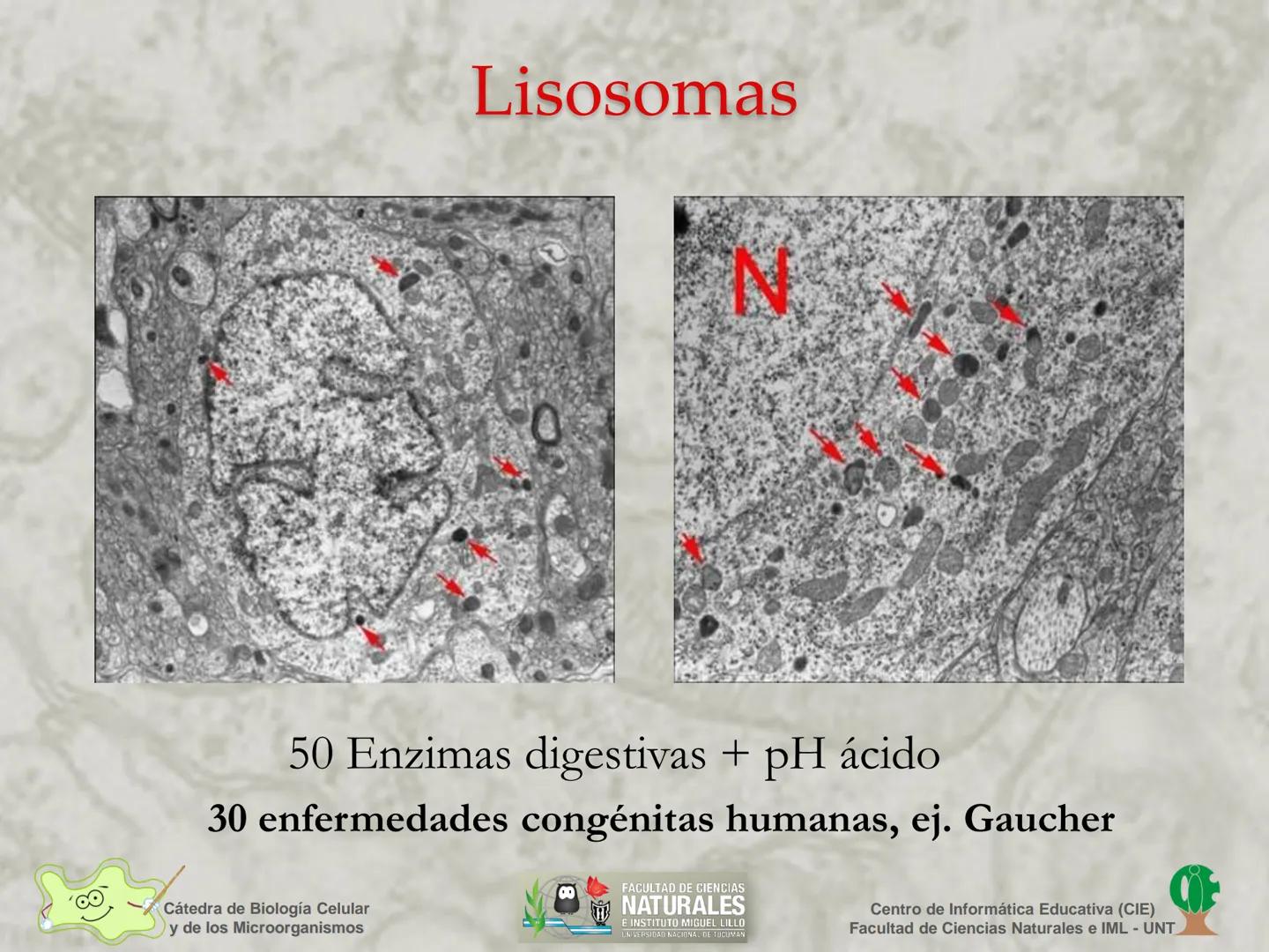 --- OCR Start ---
Cátedra de Biología Celular
y de los Microorganismos
Célula Eucariota
1
2
00
4
FACULTAD DE CIENCIAS
NATURALES
E INSTITUTO