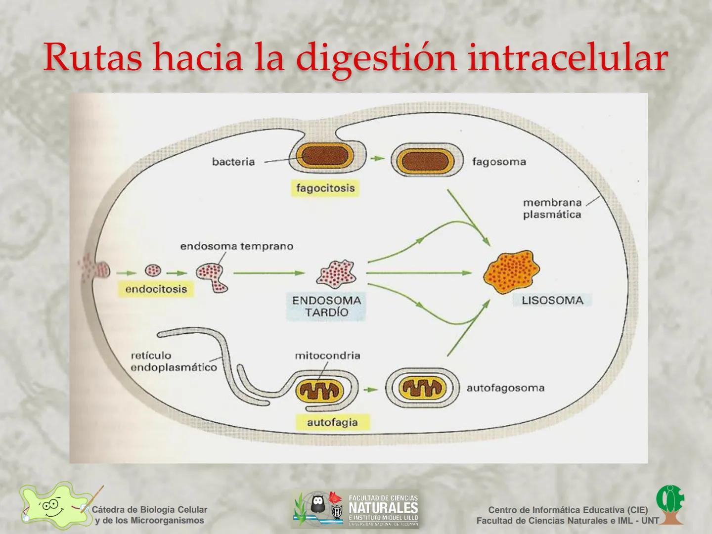 --- OCR Start ---
Cátedra de Biología Celular
y de los Microorganismos
Célula Eucariota
1
2
00
4
FACULTAD DE CIENCIAS
NATURALES
E INSTITUTO