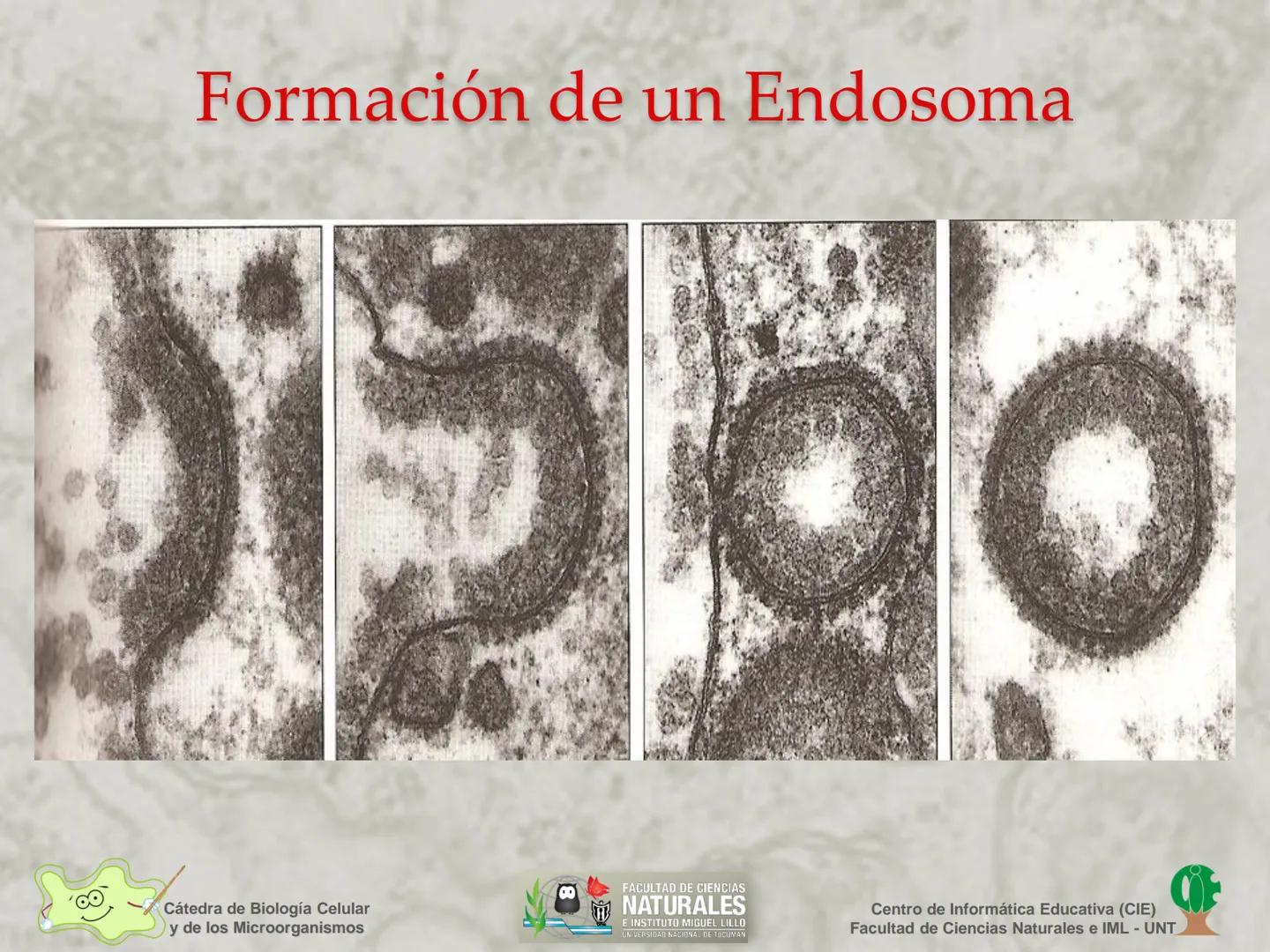 --- OCR Start ---
Cátedra de Biología Celular
y de los Microorganismos
Célula Eucariota
1
2
00
4
FACULTAD DE CIENCIAS
NATURALES
E INSTITUTO