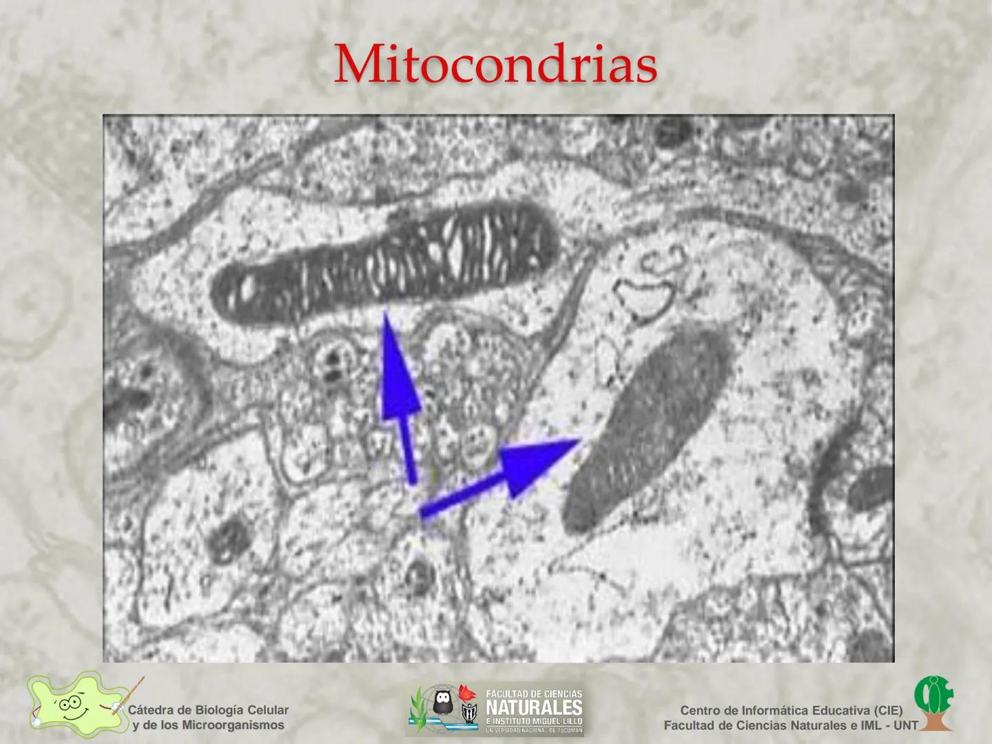 --- OCR Start ---
Cátedra de Biología Celular
y de los Microorganismos
Célula Eucariota
1
2
00
4
FACULTAD DE CIENCIAS
NATURALES
E INSTITUTO