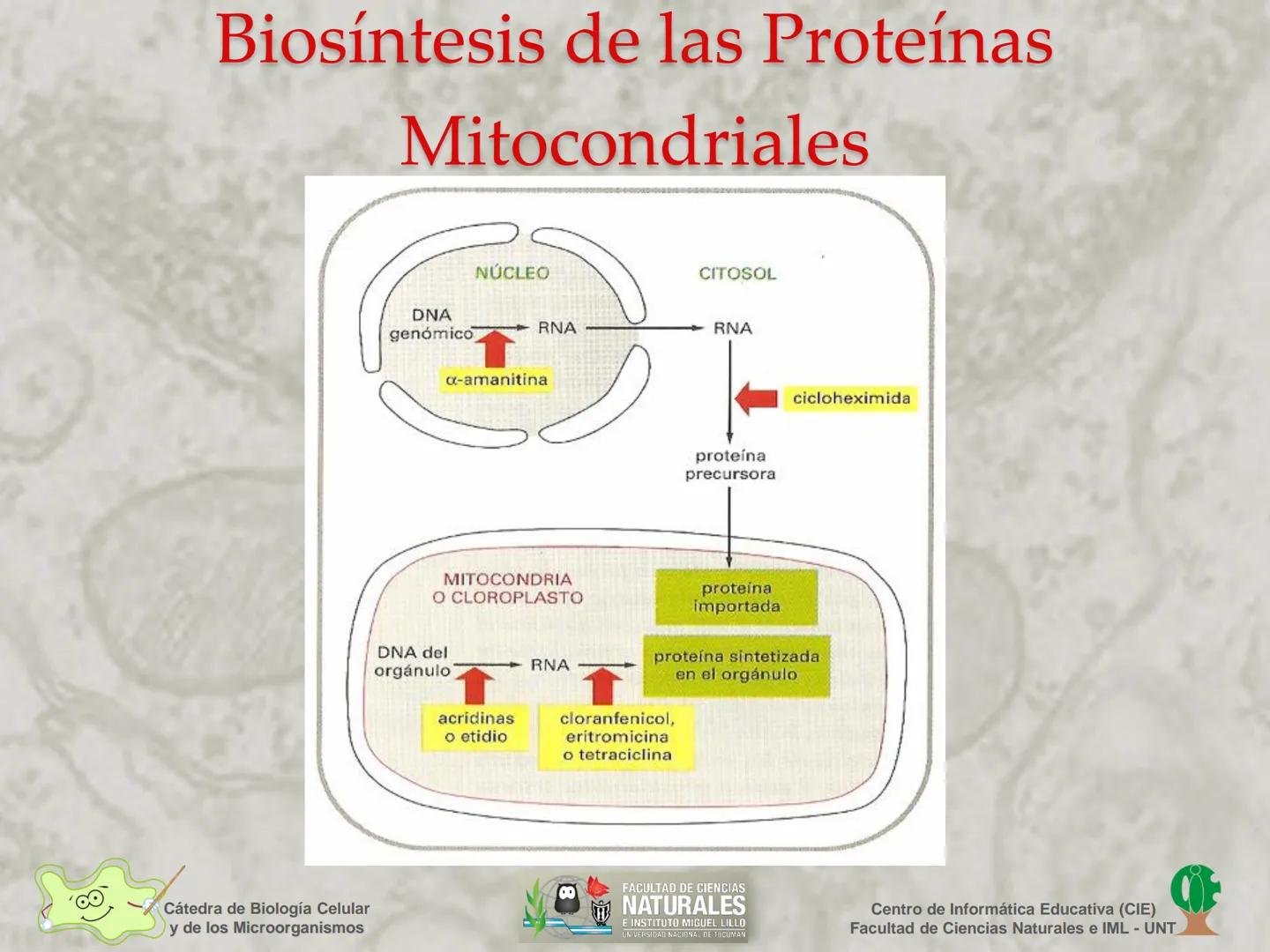 --- OCR Start ---
Cátedra de Biología Celular
y de los Microorganismos
Célula Eucariota
1
2
00
4
FACULTAD DE CIENCIAS
NATURALES
E INSTITUTO