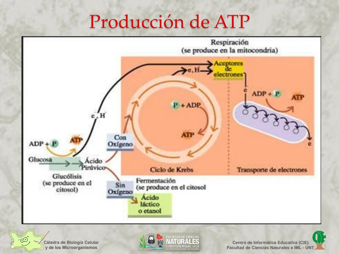 --- OCR Start ---
Cátedra de Biología Celular
y de los Microorganismos
Célula Eucariota
1
2
00
4
FACULTAD DE CIENCIAS
NATURALES
E INSTITUTO