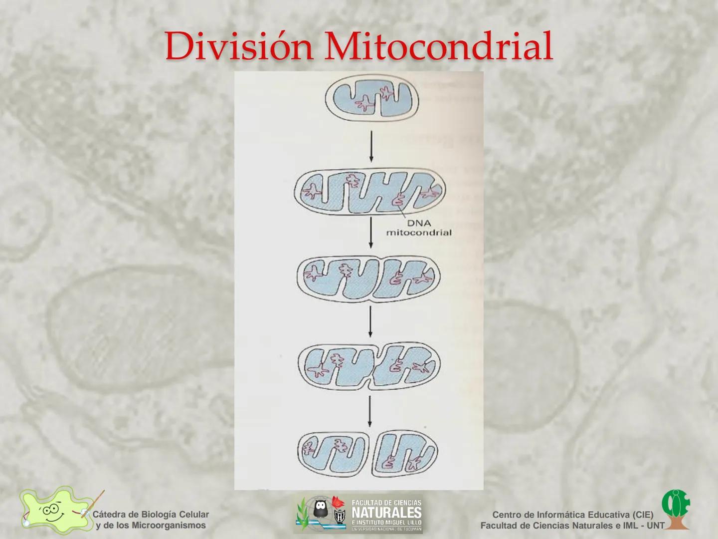 --- OCR Start ---
Cátedra de Biología Celular
y de los Microorganismos
Célula Eucariota
1
2
00
4
FACULTAD DE CIENCIAS
NATURALES
E INSTITUTO
