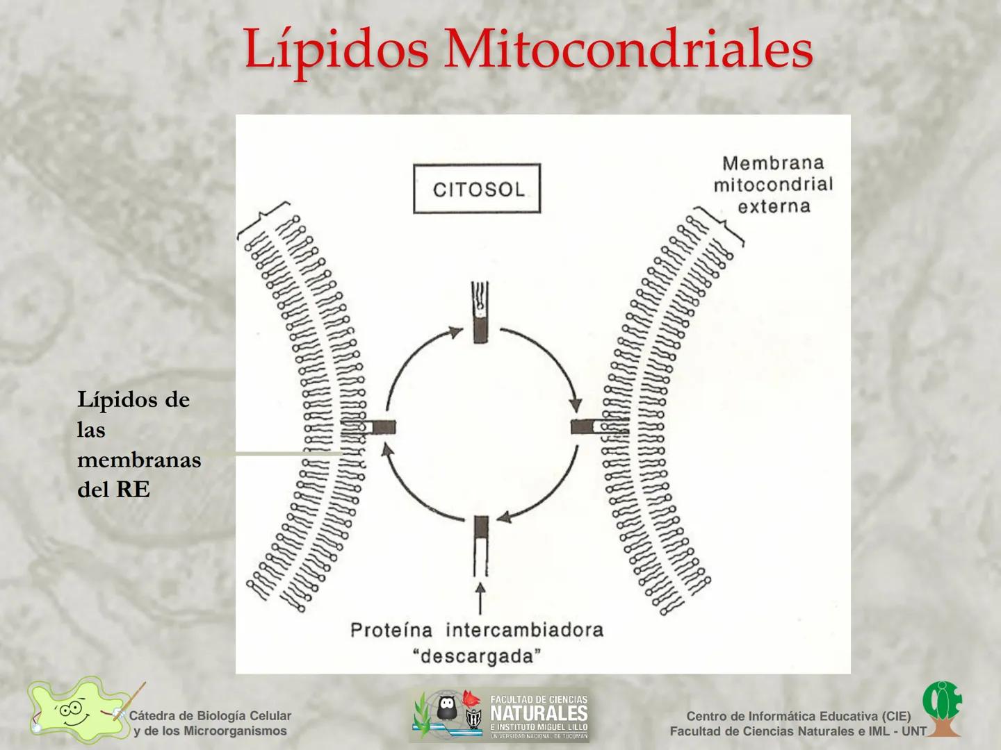 --- OCR Start ---
Cátedra de Biología Celular
y de los Microorganismos
Célula Eucariota
1
2
00
4
FACULTAD DE CIENCIAS
NATURALES
E INSTITUTO