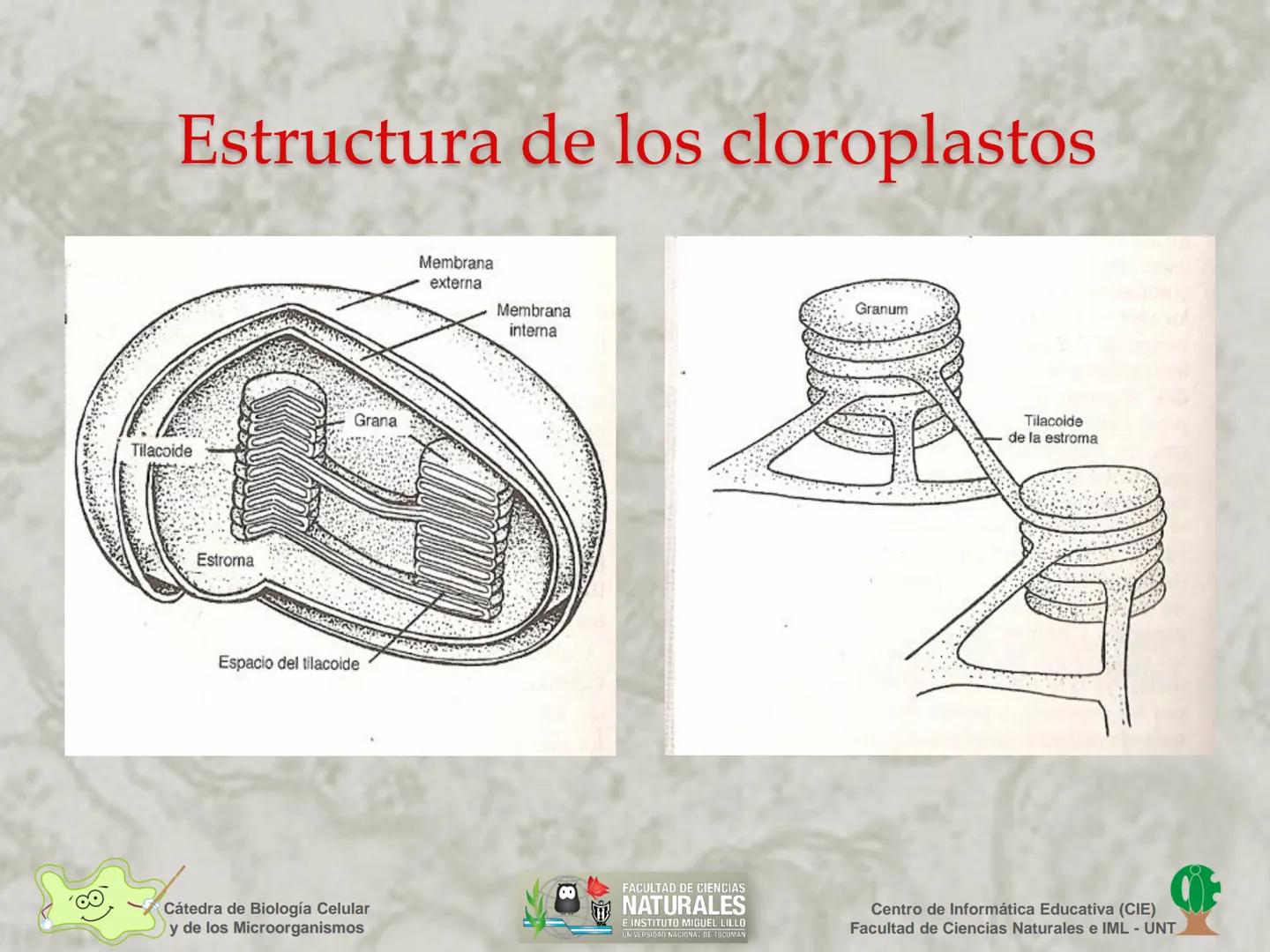 --- OCR Start ---
Cátedra de Biología Celular
y de los Microorganismos
Célula Eucariota
1
2
00
4
FACULTAD DE CIENCIAS
NATURALES
E INSTITUTO