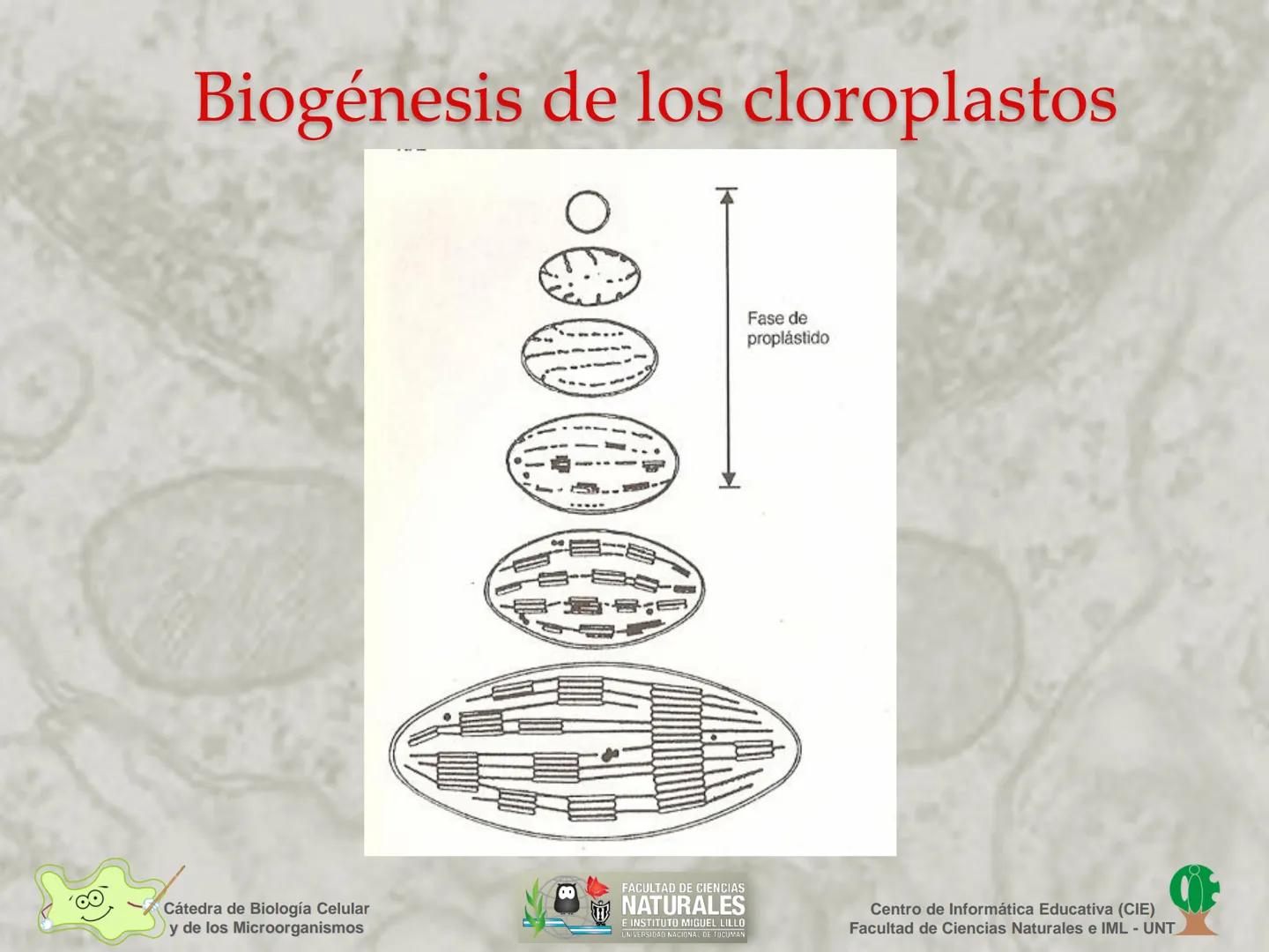 --- OCR Start ---
Cátedra de Biología Celular
y de los Microorganismos
Célula Eucariota
1
2
00
4
FACULTAD DE CIENCIAS
NATURALES
E INSTITUTO