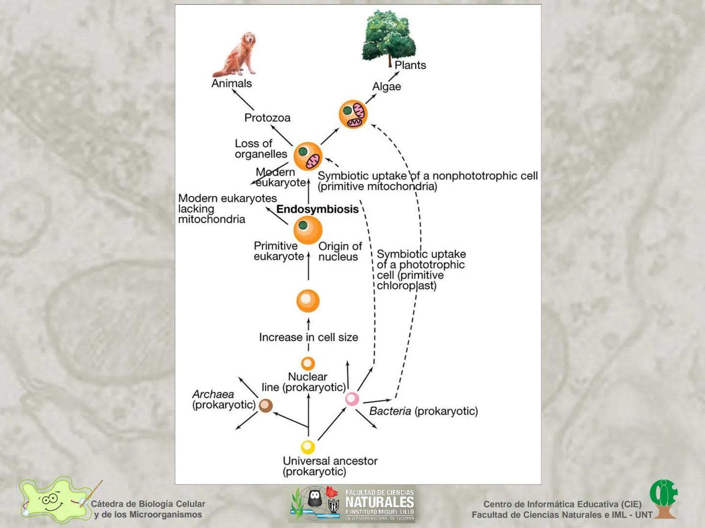--- OCR Start ---
Cátedra de Biología Celular
y de los Microorganismos
Célula Eucariota
1
2
00
4
FACULTAD DE CIENCIAS
NATURALES
E INSTITUTO