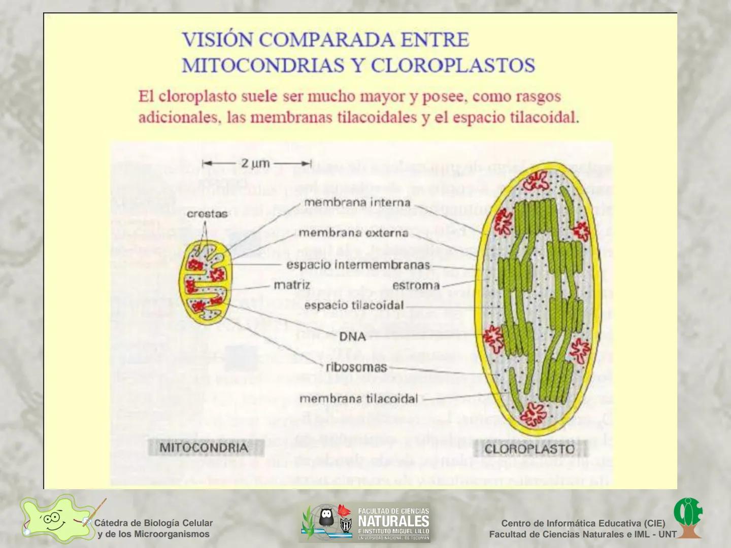 --- OCR Start ---
Cátedra de Biología Celular
y de los Microorganismos
Célula Eucariota
1
2
00
4
FACULTAD DE CIENCIAS
NATURALES
E INSTITUTO