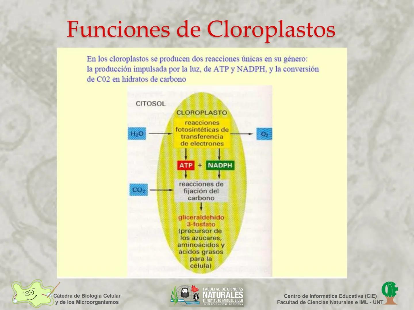 --- OCR Start ---
Cátedra de Biología Celular
y de los Microorganismos
Célula Eucariota
1
2
00
4
FACULTAD DE CIENCIAS
NATURALES
E INSTITUTO