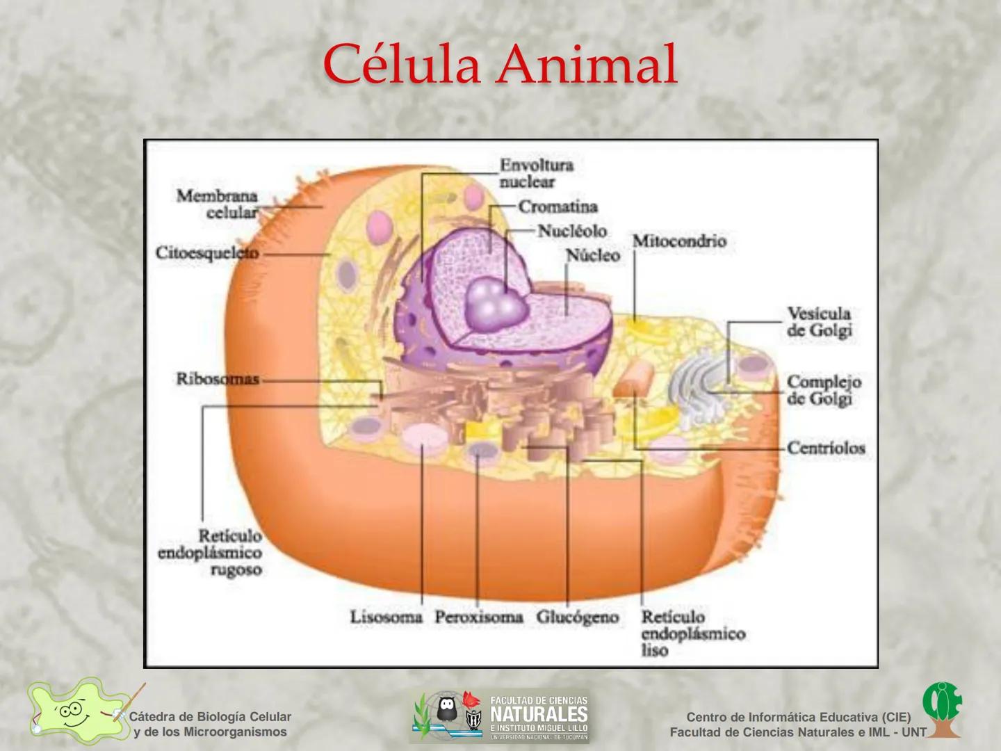 --- OCR Start ---
Cátedra de Biología Celular
y de los Microorganismos
Célula Eucariota
1
2
00
4
FACULTAD DE CIENCIAS
NATURALES
E INSTITUTO