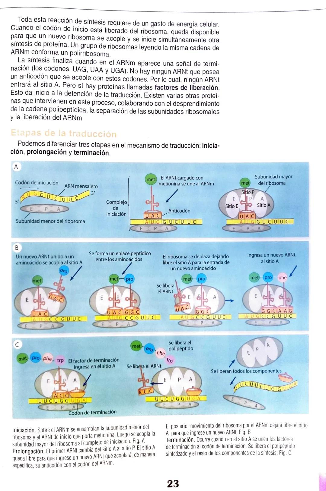 # Eje 1: Flujo de la información genética
1
# Las proteínas y
## su relación con el ADN
マド
DANS LES DORTORS
Bas de
A través de una alim