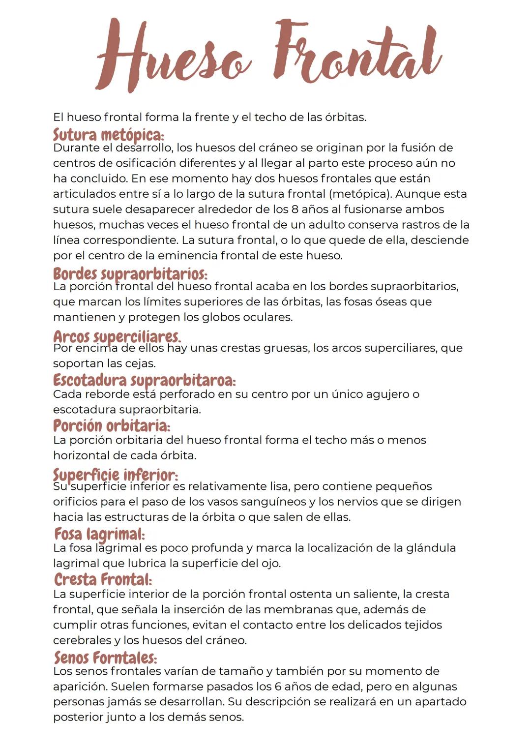 Hueso Frontal
El hueso frontal forma la frente y el techo de las órbitas.
Sutura metópica:
Durante el desarrollo, los huesos del cráneo se o
