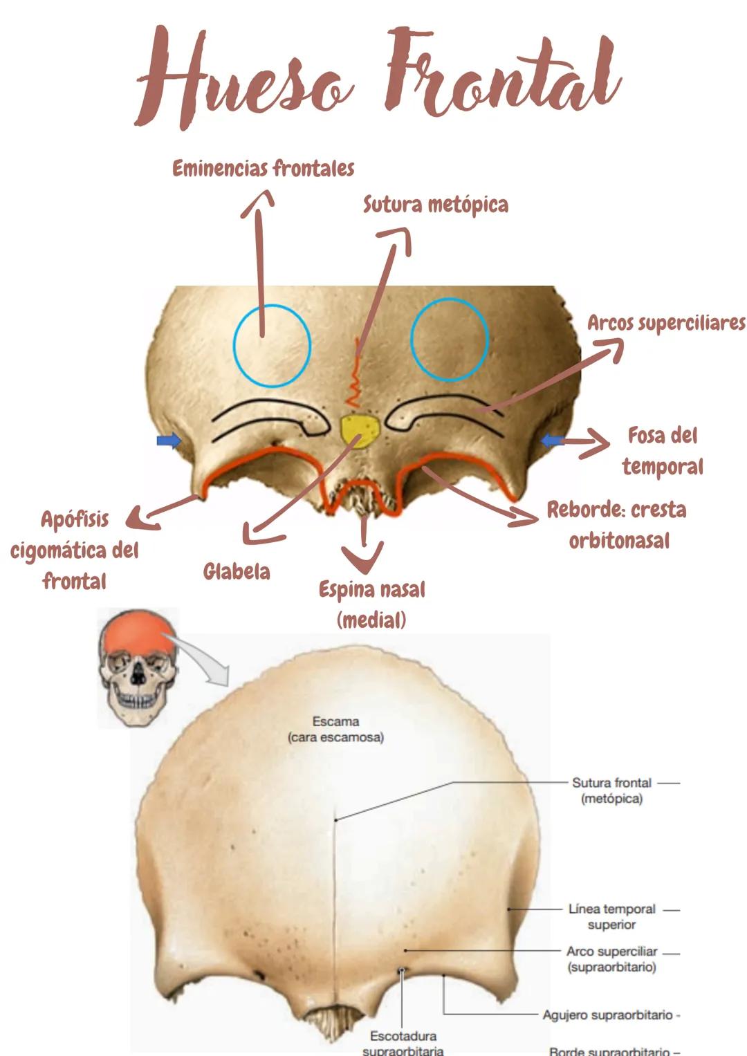 Hueso Frontal
El hueso frontal forma la frente y el techo de las órbitas.
Sutura metópica:
Durante el desarrollo, los huesos del cráneo se o