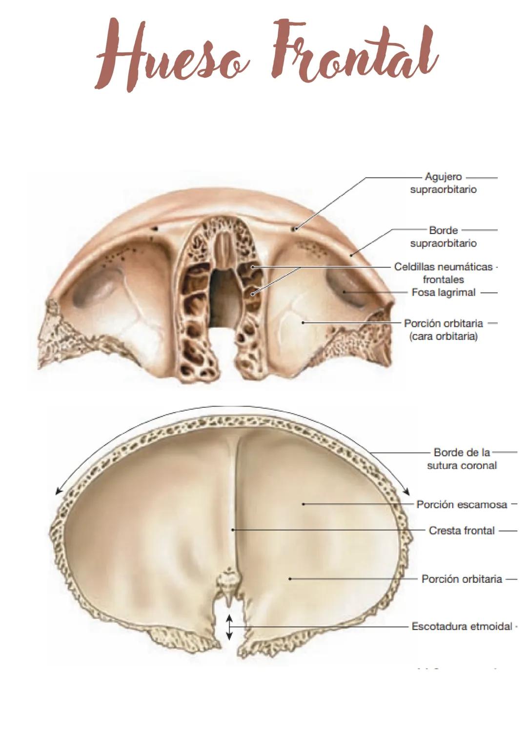 Hueso Frontal
El hueso frontal forma la frente y el techo de las órbitas.
Sutura metópica:
Durante el desarrollo, los huesos del cráneo se o