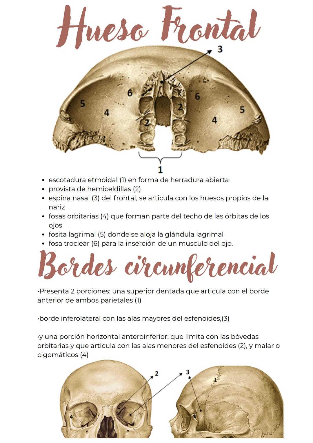 Hueso Frontal
El hueso frontal forma la frente y el techo de las órbitas.
Sutura metópica:
Durante el desarrollo, los huesos del cráneo se o