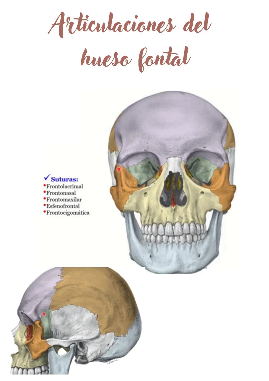 Hueso Frontal
El hueso frontal forma la frente y el techo de las órbitas.
Sutura metópica:
Durante el desarrollo, los huesos del cráneo se o