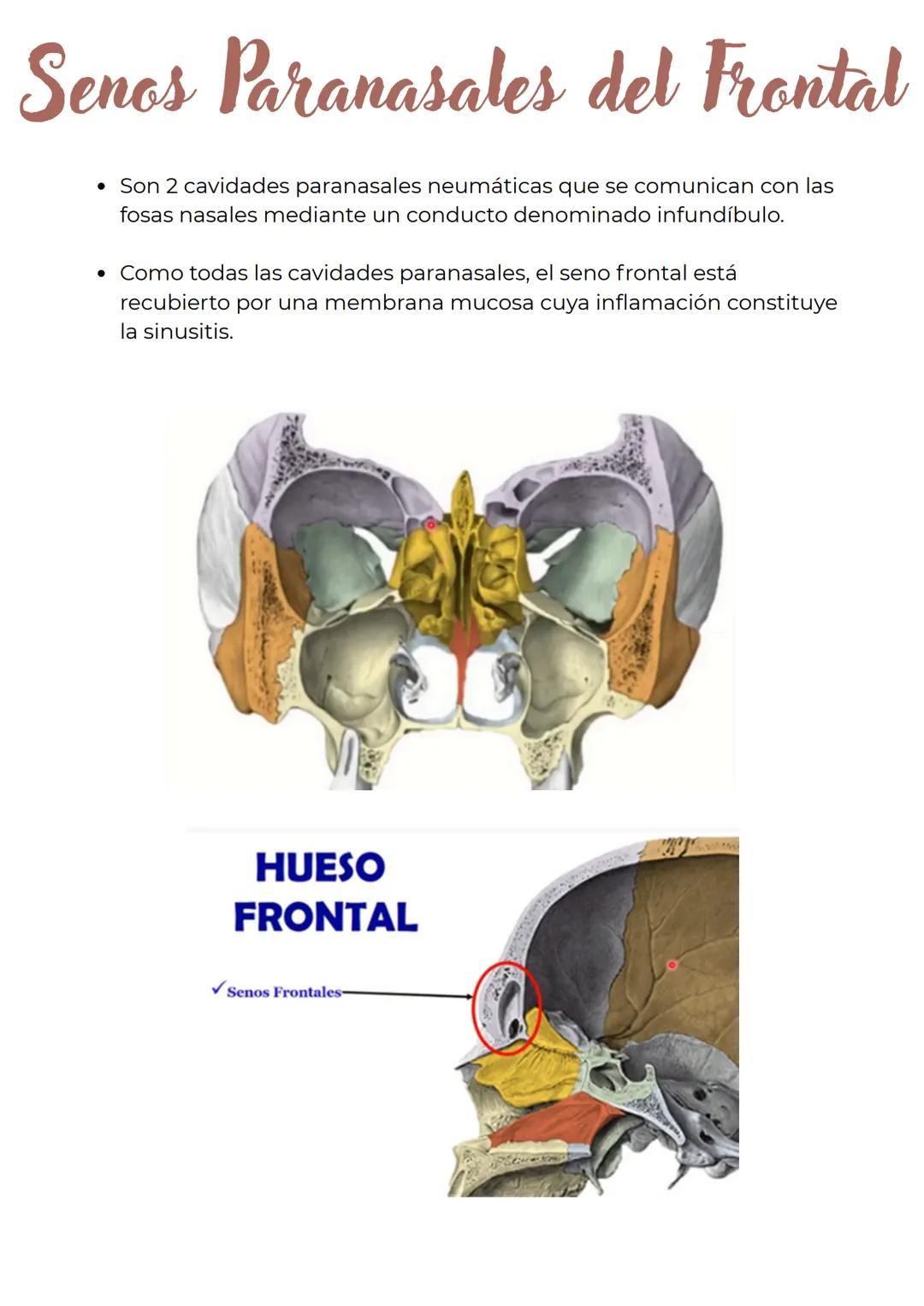 Hueso Frontal
El hueso frontal forma la frente y el techo de las órbitas.
Sutura metópica:
Durante el desarrollo, los huesos del cráneo se o
