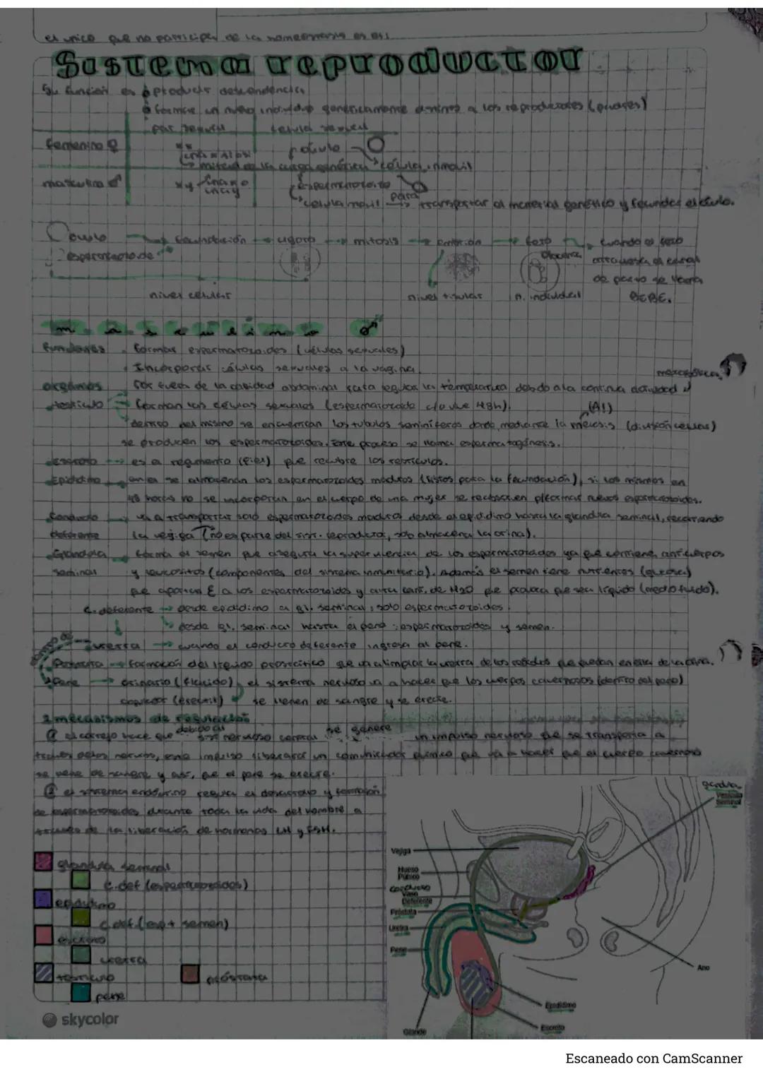 # Biologia
b
niveles de organización del cuerpo humano
* aroma nivel más brosio de agarnitución de la mereria, se combinan para factus en
