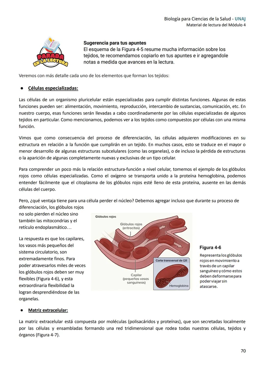 # Módulo
4
de células a tejidos
Introducción
En este módulo nos enfocaremos en un nuevo nivel de organización, los tejidos.
En primer lug