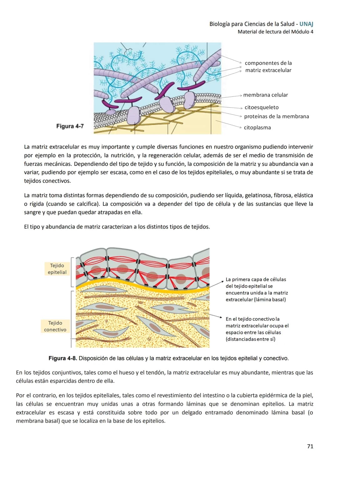 # Módulo
4
de células a tejidos
Introducción
En este módulo nos enfocaremos en un nuevo nivel de organización, los tejidos.
En primer lug