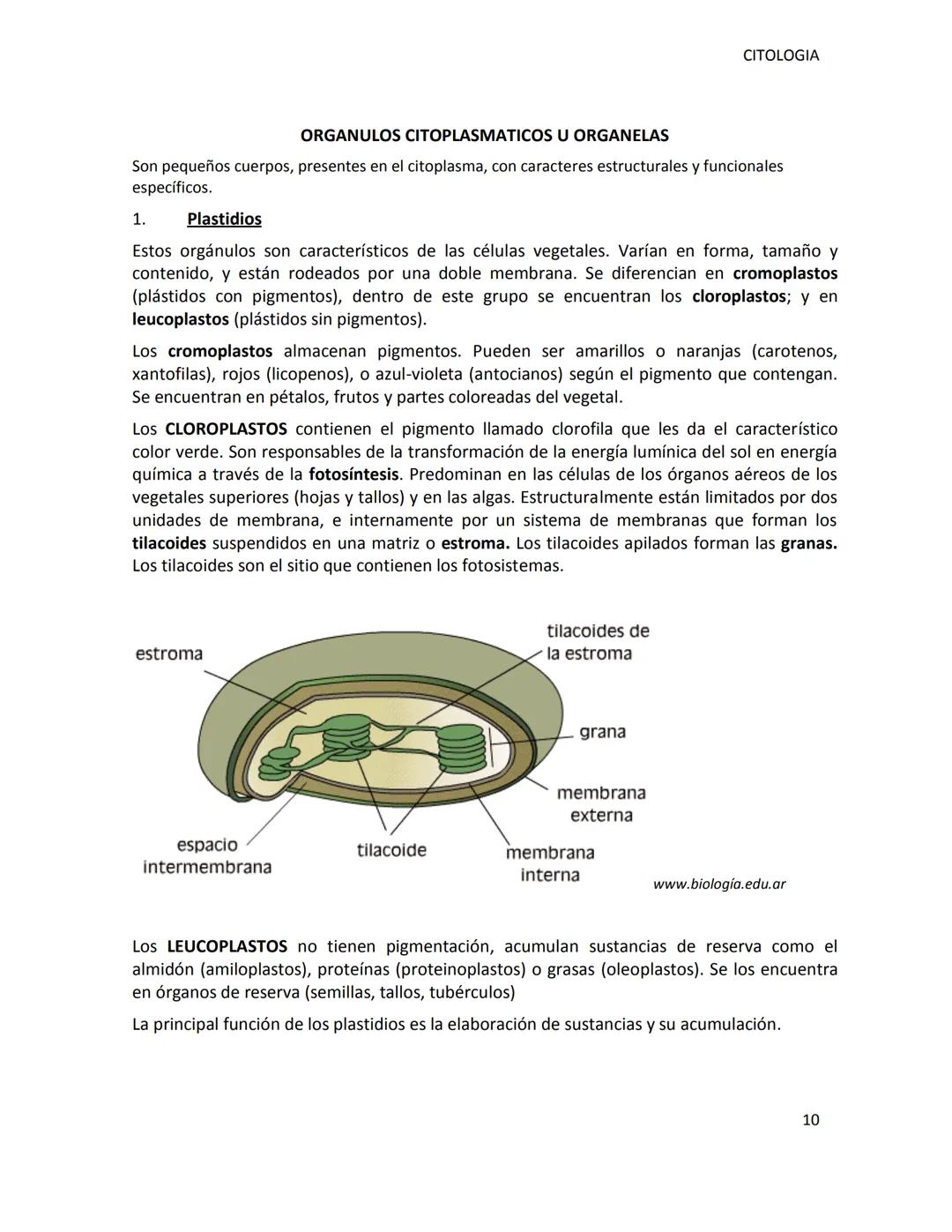# UNSL-FICA
DEPARTAMENTO DE CIENCIAS AGROPECUARIAS
MORFOLOGIA VEGETAL
CITOLOGIA
ING.AGR. MARCELA MANRIQUE
Dra. M. Cecilia Fernández Belmo
