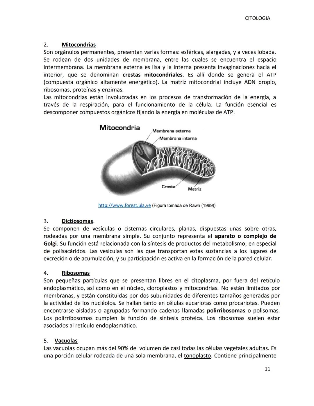 # UNSL-FICA
DEPARTAMENTO DE CIENCIAS AGROPECUARIAS
MORFOLOGIA VEGETAL
CITOLOGIA
ING.AGR. MARCELA MANRIQUE
Dra. M. Cecilia Fernández Belmo